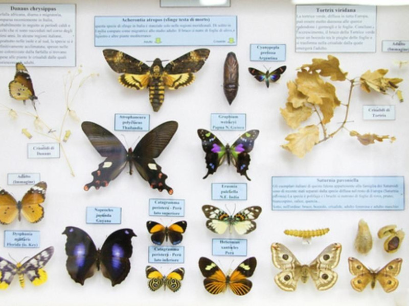 Modena, Museo Universitario di Zoologia e Anatomia Comparata Modena, Museo Universitario di Zoologia e Anatomia Comparata