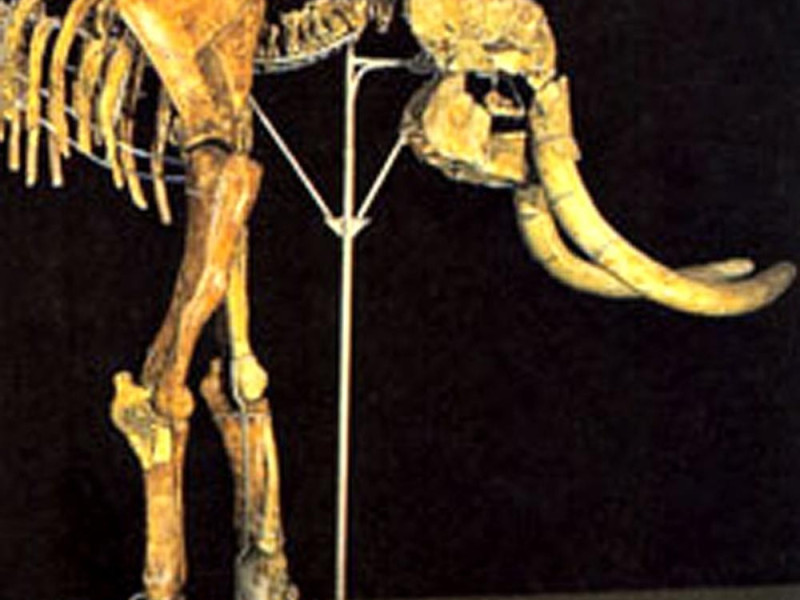 Savignano sul Panaro, Museo della Venere e dell'Elefante Savignano sul Panaro, Museo della Venere e dell'Elefante