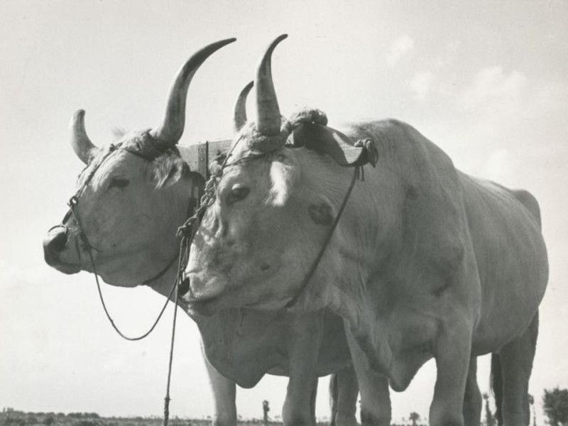 Bentivoglio, Museo della Civiltà Contadina "Istituzione Villa Smeraldi" Bentivoglio, Museo della Civiltà Contadina "Istituzione Villa Smeraldi"