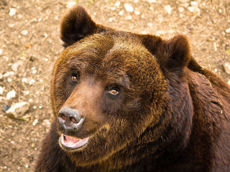 Orso Bruno Marsicano