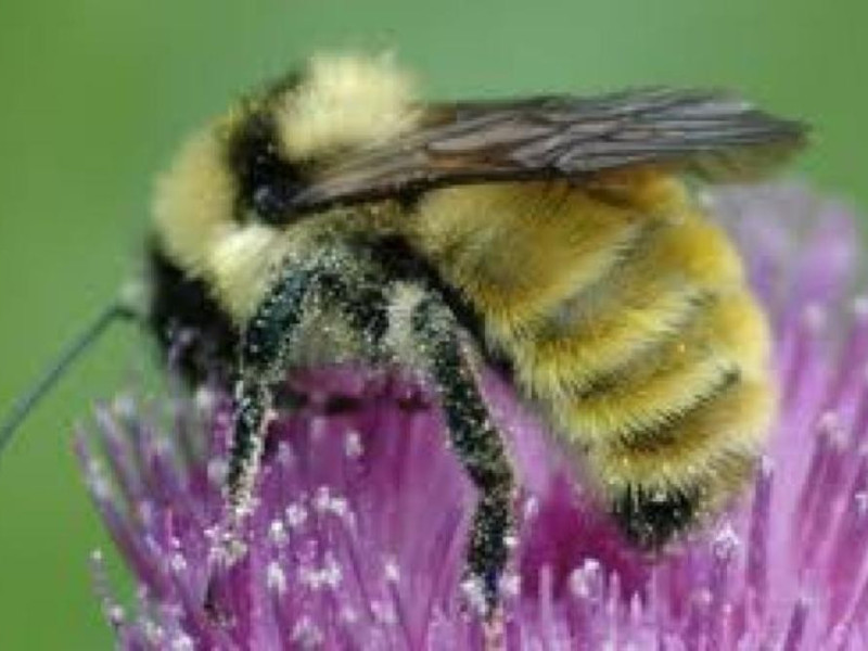 Bologna, Museo Apistico Bologna, Museo Apistico