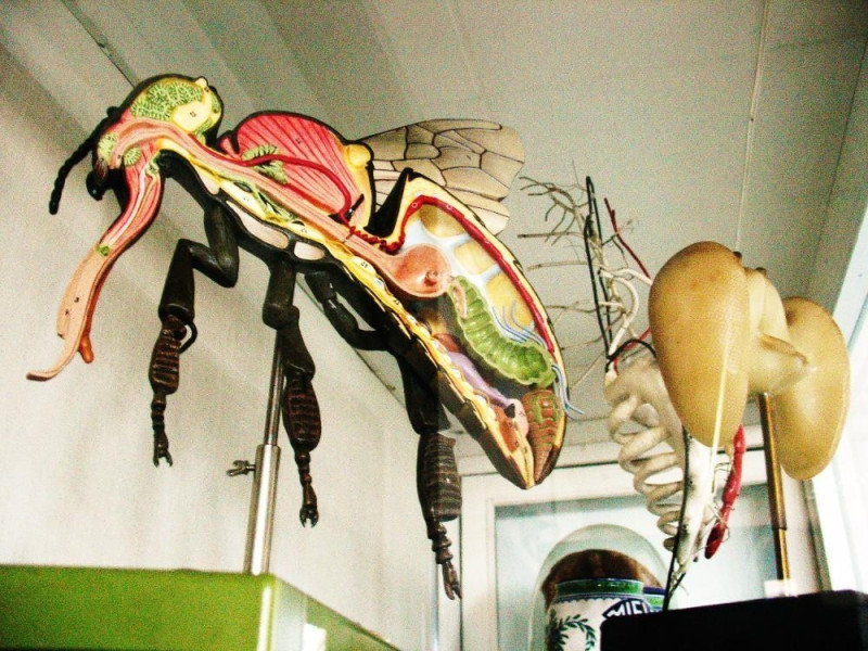 Bologna, Museo Apistico Bologna, Museo Apistico