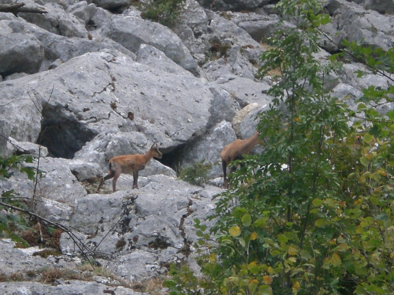 Camoscio d'Abruzzo Camoscio d'Abruzzo