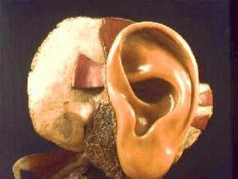 Bologna, Museo delle Cere Anatomiche "L. Cattaneo"