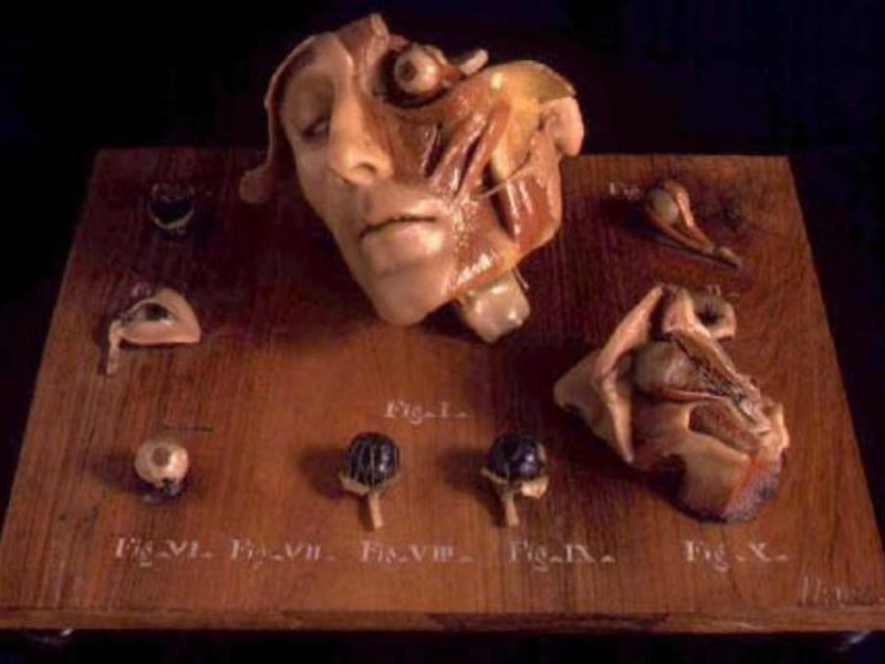Bologna, Museo delle Cere Anatomiche "L. Cattaneo"