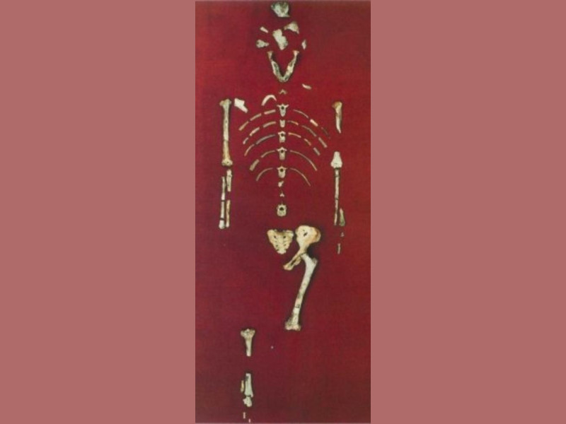 Bologna, Museo di Antropologia