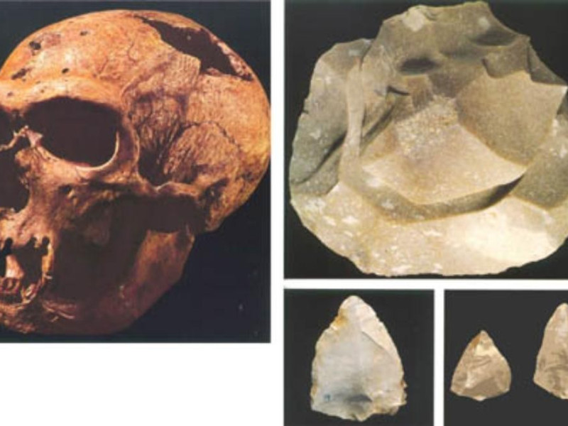 Bologna, Museo di Antropologia