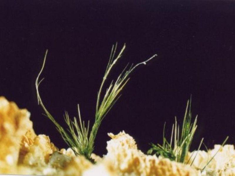 Bologna, Museo di Mineralogia "L. Bombicci" Bologna, Museo di Mineralogia "L. Bombicci"