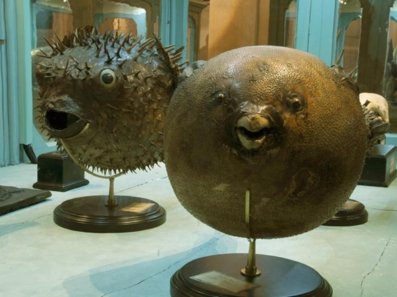 Bologna, Museo di Palazzo Poggi