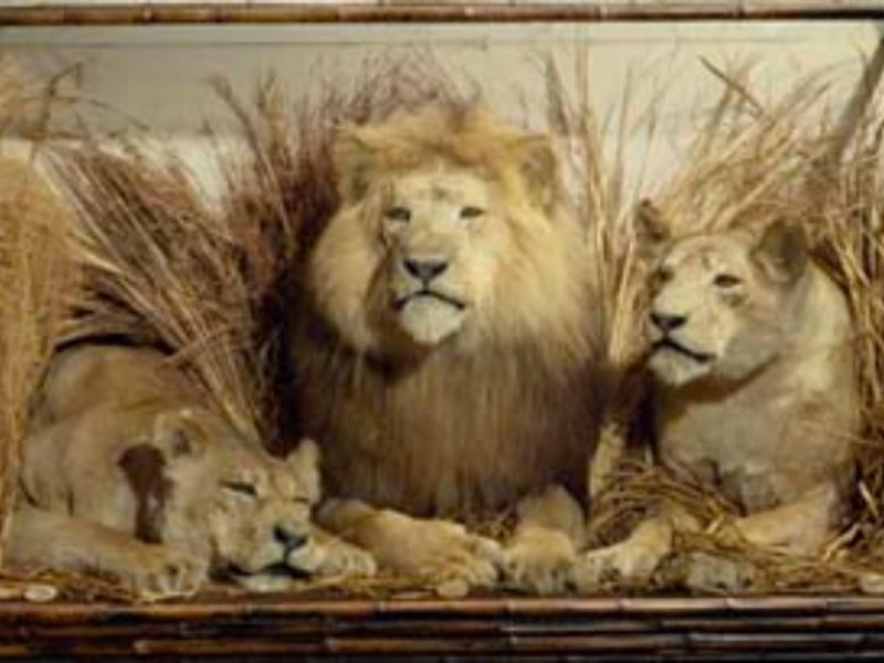 Bologna, Museo di Zoologia