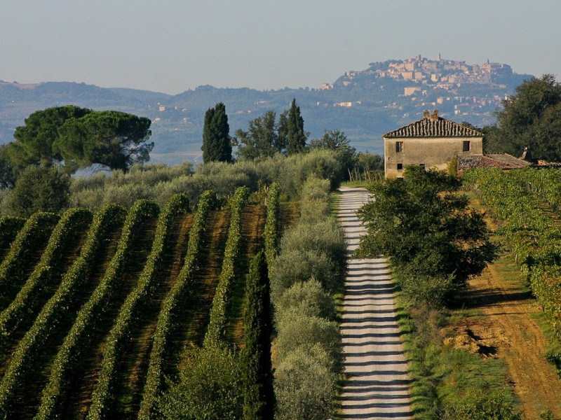 Panorama vigneti di Montepulciano Panorama vigneti di Montepulciano