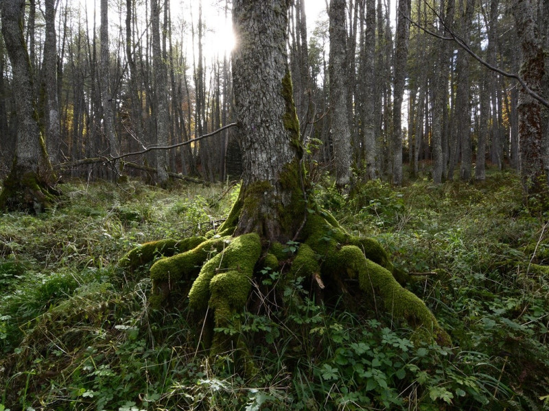 Immagine descrittiva - BY Parco Nazionale della Sila 
