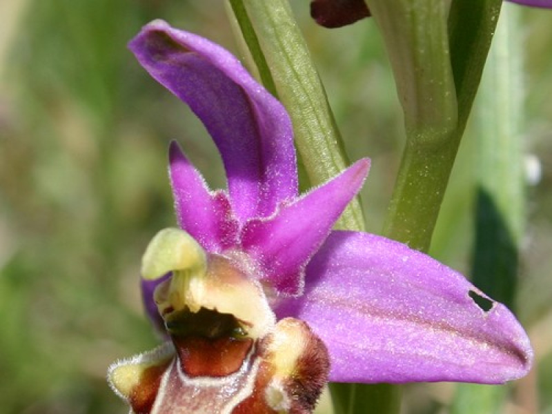 Orchidea del Gargano Orchidea del Gargano