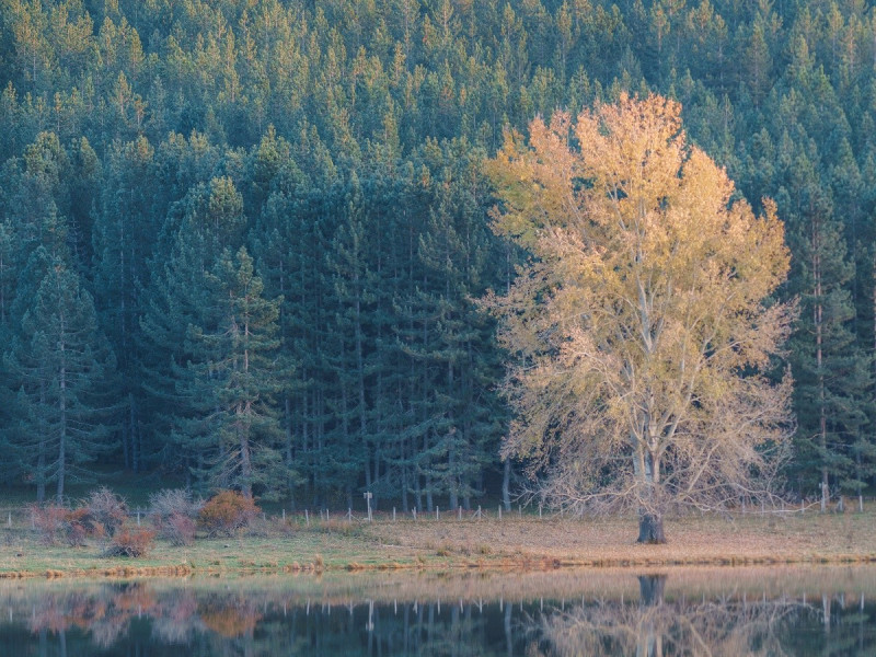 Immagine descrittiva - BY Parco Nazionale della Sila Immagine descrittiva - BY Parco Nazionale della Sila