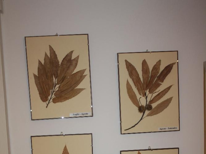 Castel del Rio, Museo del Castagno Castel del Rio, Museo del Castagno
