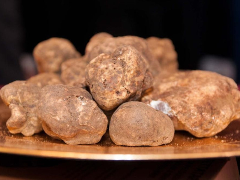 Tartufo bianco di San Miniato Tartufo bianco di San Miniato