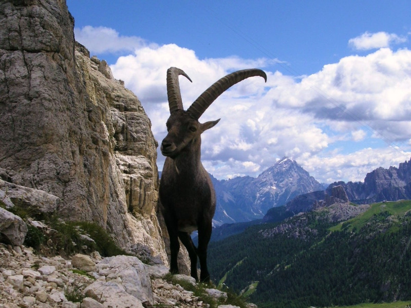 Immagine descrittiva - CC BY-SA Di Llorenzi - Opera propria, CC BY-SA 3.0, https://commons.wikimedia.org/w/index.php?curid=10685275 Immagine descrittiva - CC BY-SA Di Llorenzi - Opera propria, CC BY-SA 3.0, https://commons.wikimedia.org/w/index.php?curid=10685275