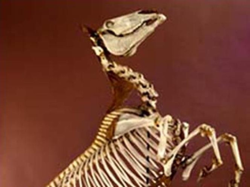 Ozzano dell'Emilia, Museo di Anatomia degli Animali Domestici Ozzano dell'Emilia, Museo di Anatomia degli Animali Domestici