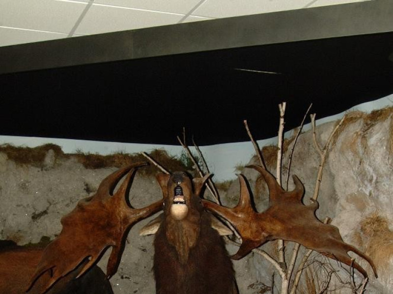 San Lazzaro di Savena, Museo della Preistoria "Luigi Donini"