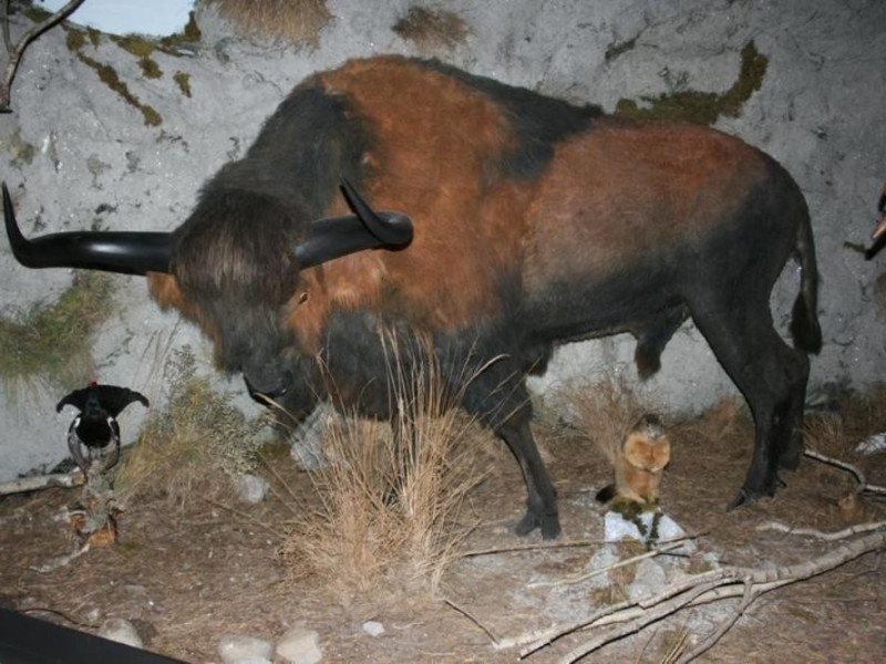 San Lazzaro di Savena, Museo della Preistoria "Luigi Donini"