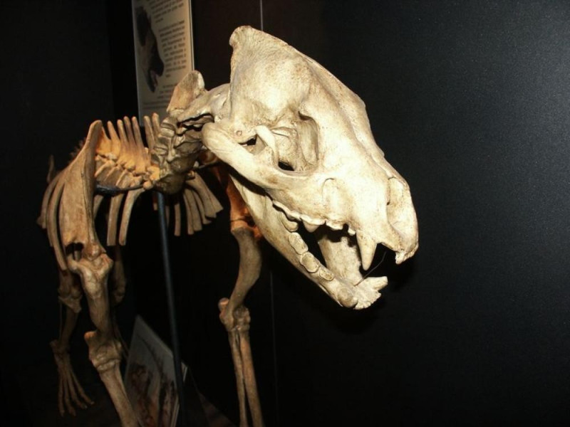 San Lazzaro di Savena, Museo della Preistoria "Luigi Donini"