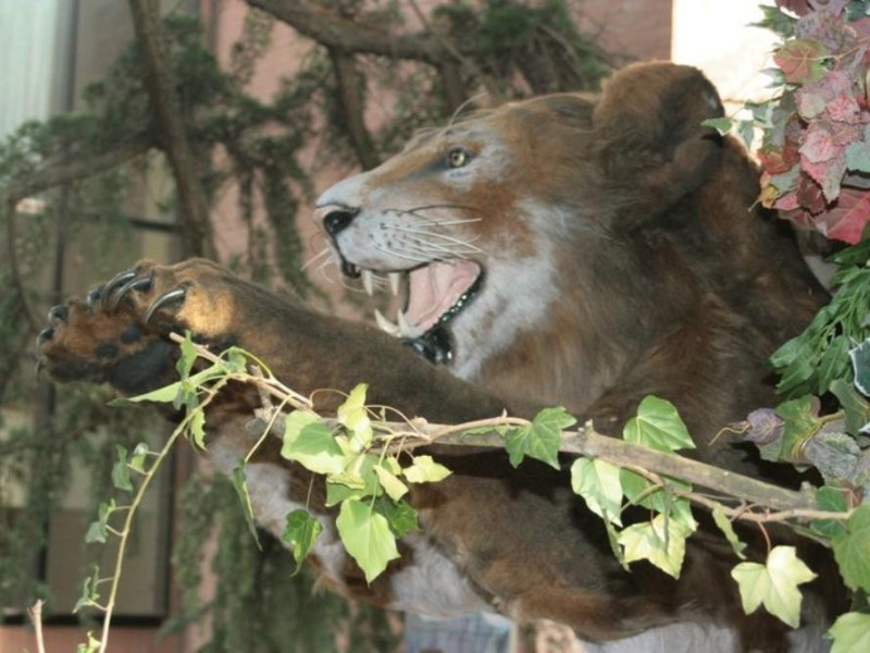 San Lazzaro di Savena, Museo della Preistoria "Luigi Donini"