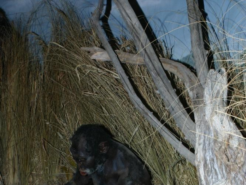 San Lazzaro di Savena, Museo della Preistoria "Luigi Donini"