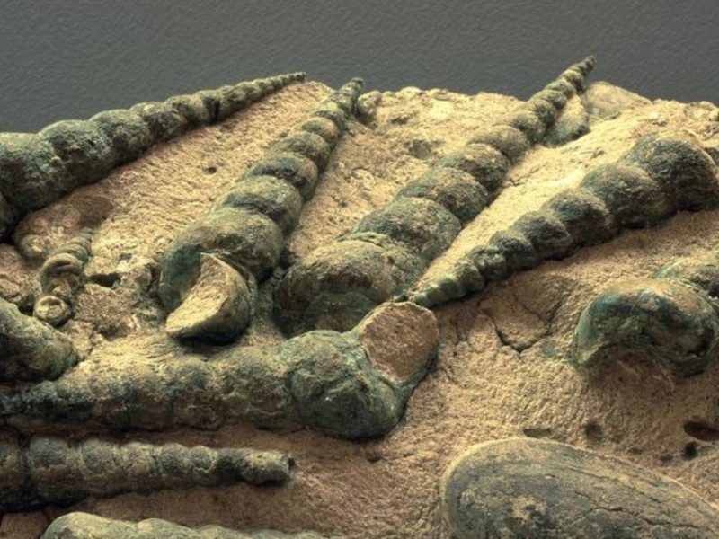 Ferrara, Museo Civico di Storia Naturale