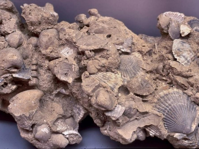 Ferrara, Museo Civico di Storia Naturale