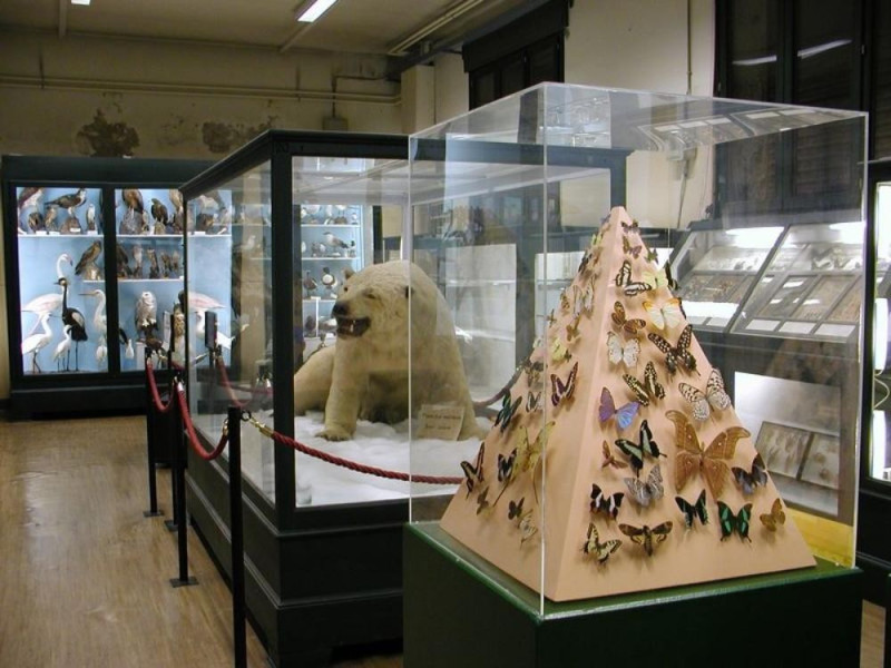 Ferrara, Museo Civico di Storia Naturale