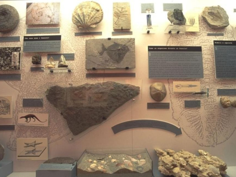 Ferrara, Museo Civico di Storia Naturale