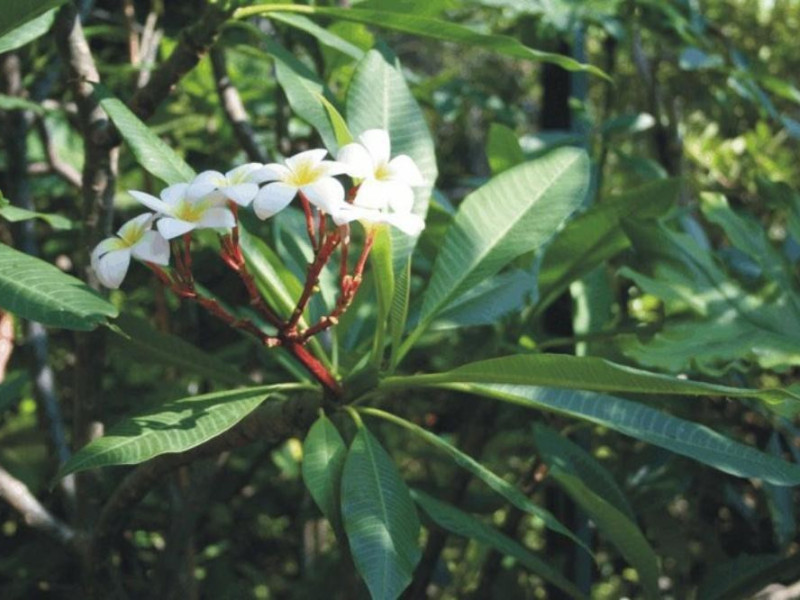 Ferrara, Orto Botanico