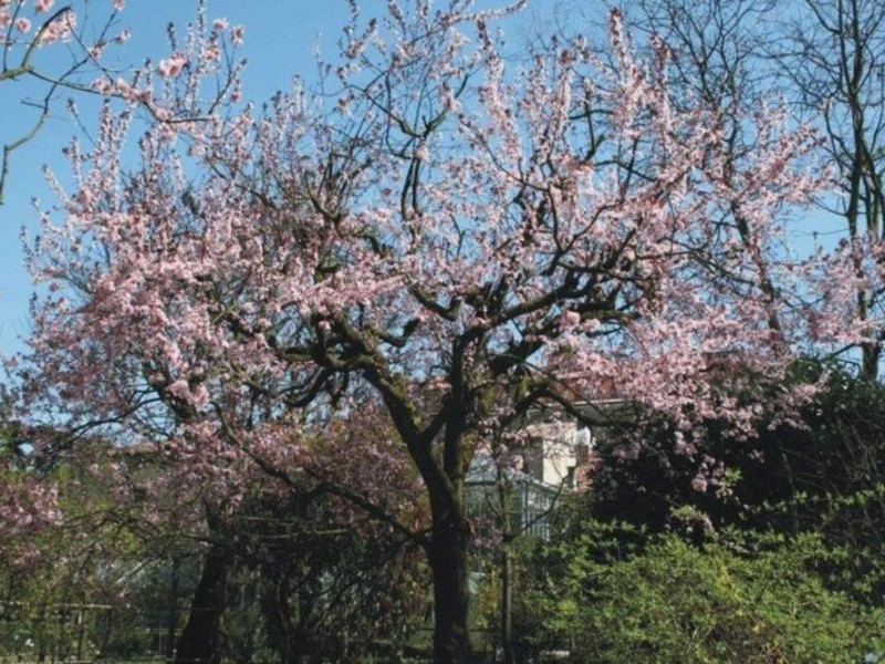 Ferrara, Orto Botanico