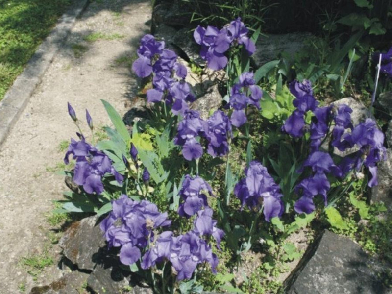 Ferrara, Orto Botanico