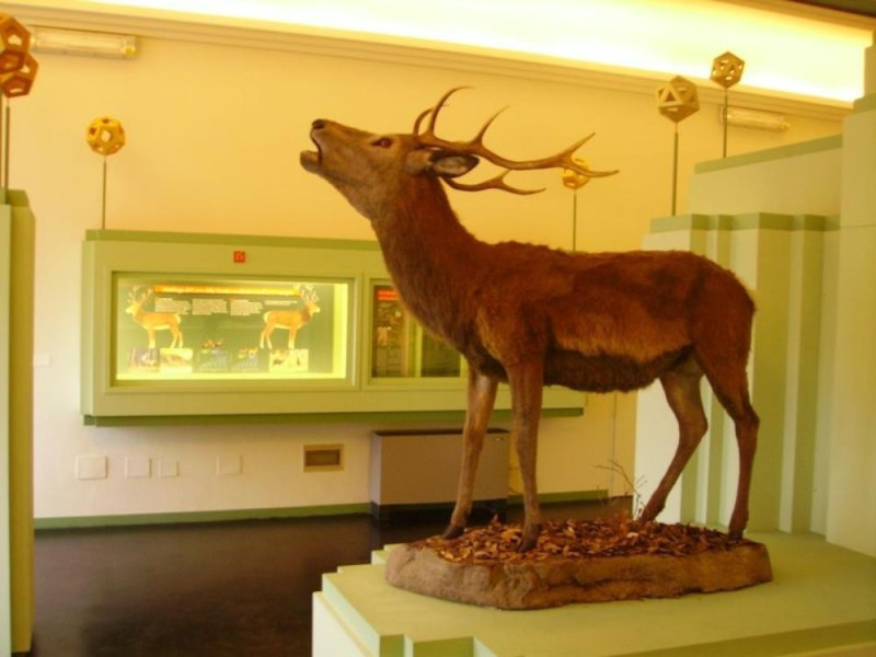 Mesola, Museo del Bosco e del Cervo della Mesola Mesola, Museo del Bosco e del Cervo della Mesola