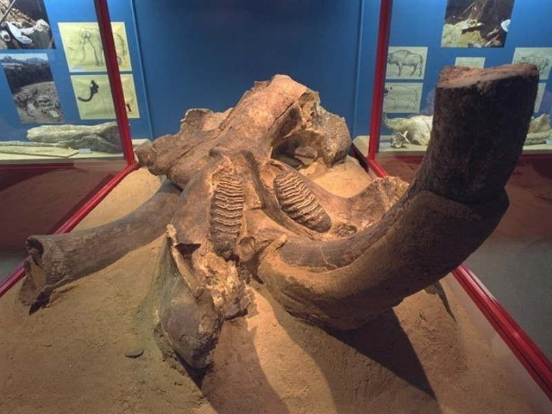 Faenza, Museo Civico di Scienze Naturali