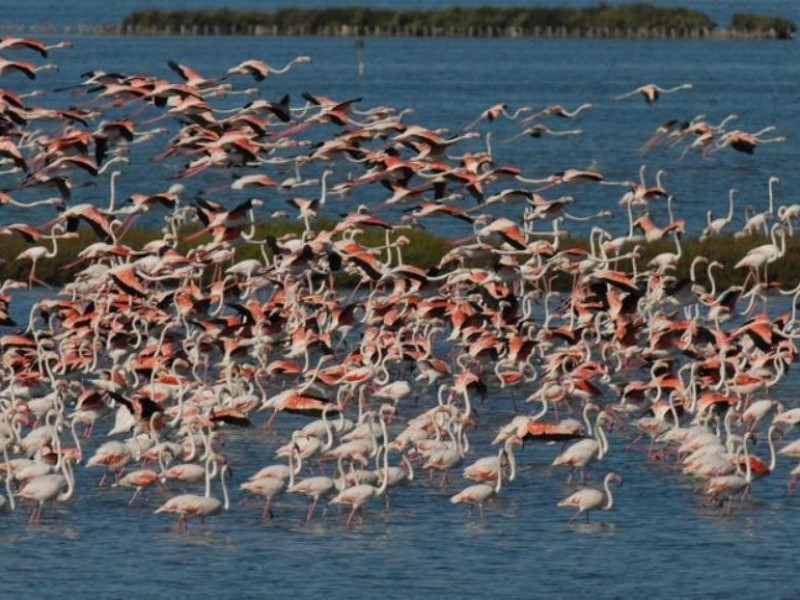 Natura - Museo Ravennate di Scienze Naturali 