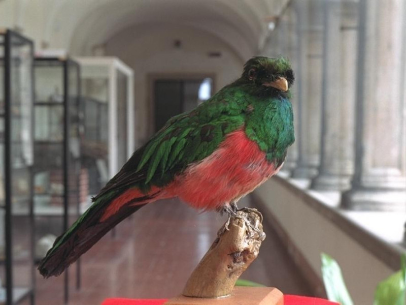 Forli', Museo Ornitologico "F. Foschi" Forli', Museo Ornitologico "F. Foschi"
