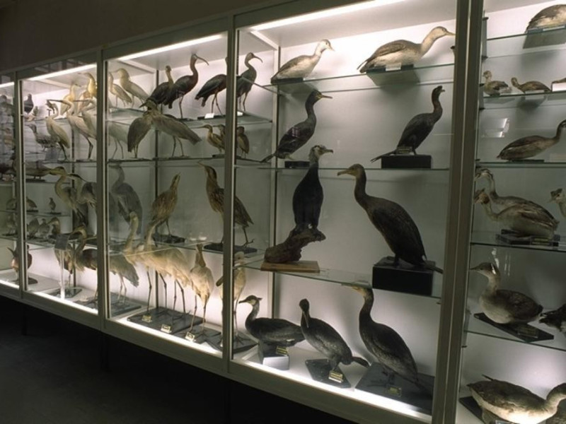 Forli', Museo Ornitologico "F. Foschi" Forli', Museo Ornitologico "F. Foschi"