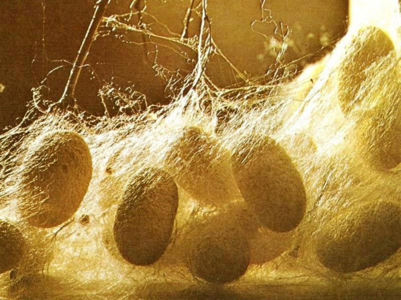 Meldola, Museo del Baco da Seta "C. Ronchi"