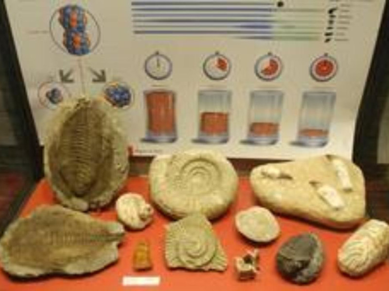 MUSEO DEI FOSSILI E MINERALI DEL MONTE NERONE MUSEO DEI FOSSILI E MINERALI DEL MONTE NERONE