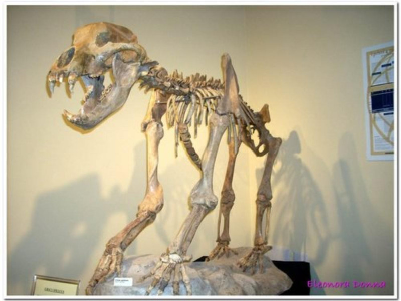 MUSEO DI STORIA NATURALE MUSEO DI STORIA NATURALE
