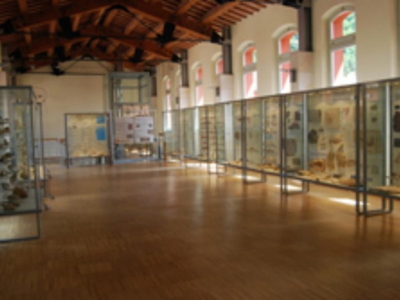 Museo dei funghi e dei fossili Museo dei funghi e dei fossili