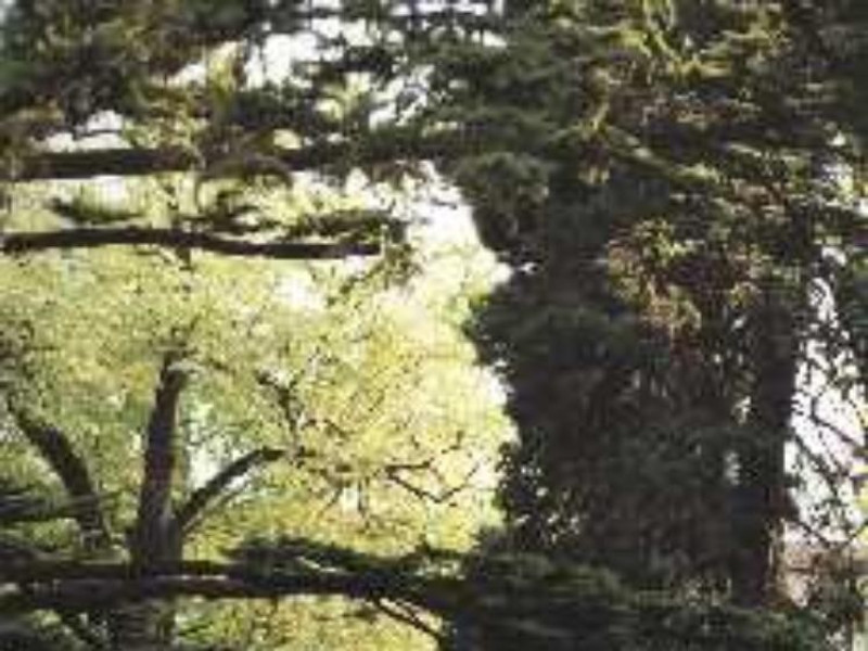 Lucca, ORTO BOTANICO LUCCHESE E MUSEO BOTANICO CESARE BICCHI Lucca, ORTO BOTANICO LUCCHESE E MUSEO BOTANICO CESARE BICCHI