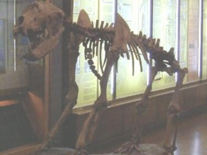 Empoli, MUSEO CIVICO PALEONTOLOGICO DI EMPOLI Empoli, MUSEO CIVICO PALEONTOLOGICO DI EMPOLI