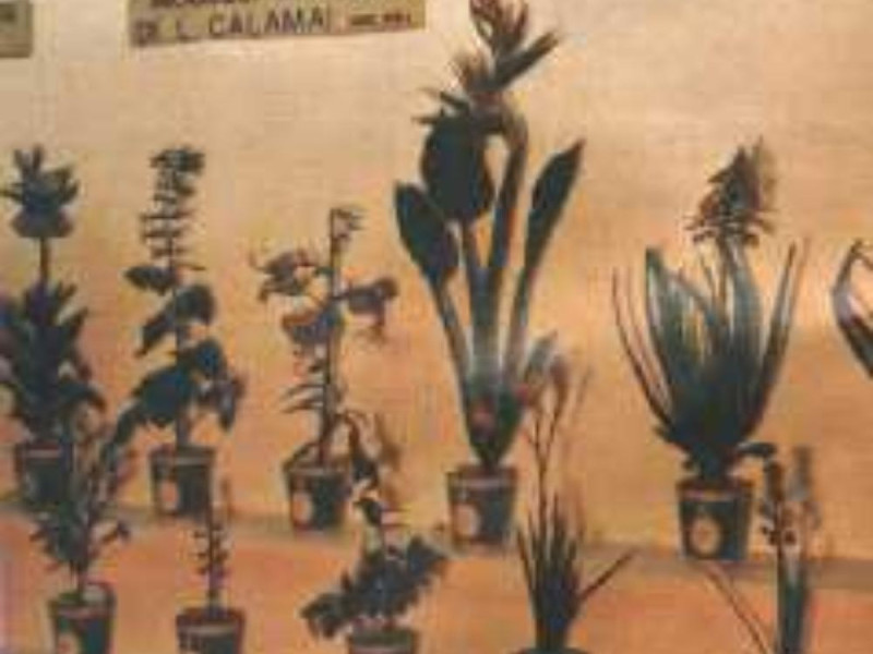 Firenze, MUSEO DI STORIA NATURALE DELL'UNIVERSITA' DI FIRENZE - SEZIONE BOTANICA "F.PARLATORE" Firenze, MUSEO DI STORIA NATURALE DELL'UNIVERSITA' DI FIRENZE - SEZIONE BOTANICA "F.PARLATORE"