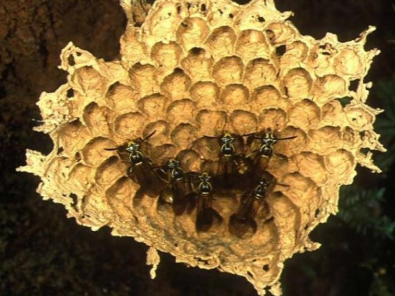 Nido di vespe