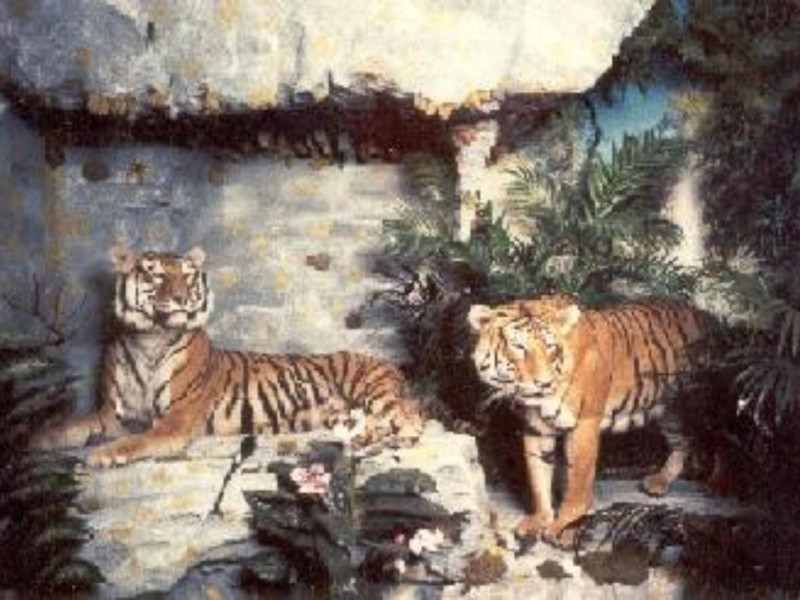 Capannoli, MUSEI DI VILLA BACIOCCHI - MUSEO ZOOLOGICO E CENTRO DI DOCUMENTAZIONE ARCHEOLOGICA DELLA VALDERA Capannoli, MUSEI DI VILLA BACIOCCHI - MUSEO ZOOLOGICO E CENTRO DI DOCUMENTAZIONE ARCHEOLOGICA DELLA VALDERA