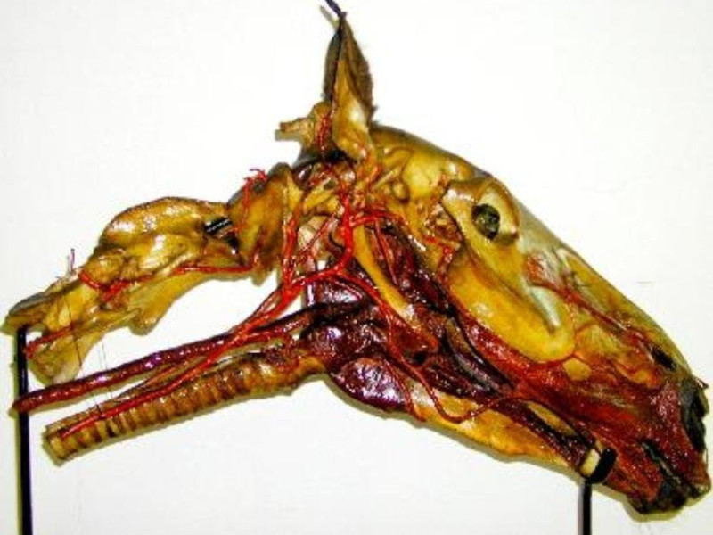 Pisa, MUSEO ANATOMICO DELLA FACOLTA' DI VETERINARIA Pisa, MUSEO ANATOMICO DELLA FACOLTA' DI VETERINARIA
