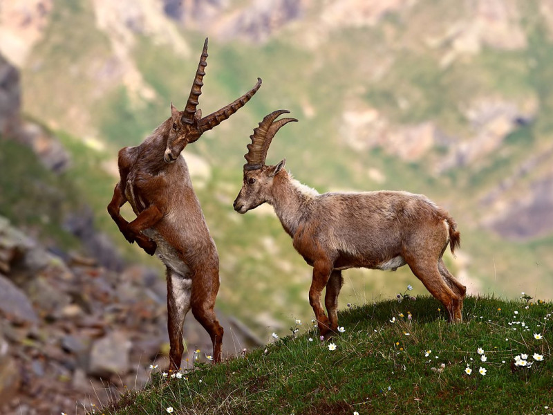 Immagine descrittiva - CC BY-SA Di Luca Casale - Opera propria, CC BY-SA 4.0, https://commons.wikimedia.org/w/index.php?curid=69692172 Immagine descrittiva - CC BY-SA Di Luca Casale - Opera propria, CC BY-SA 4.0, https://commons.wikimedia.org/w/index.php?curid=69692172